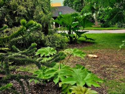 Tetrapanax papyrifer 'Rex' aralia papírodárná